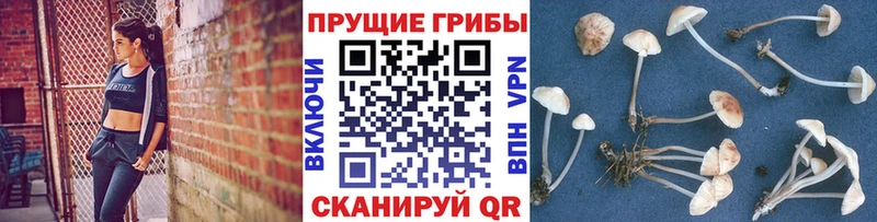 как найти закладки  Луга  Галлюциногенные грибы GOLDEN TEACHER 