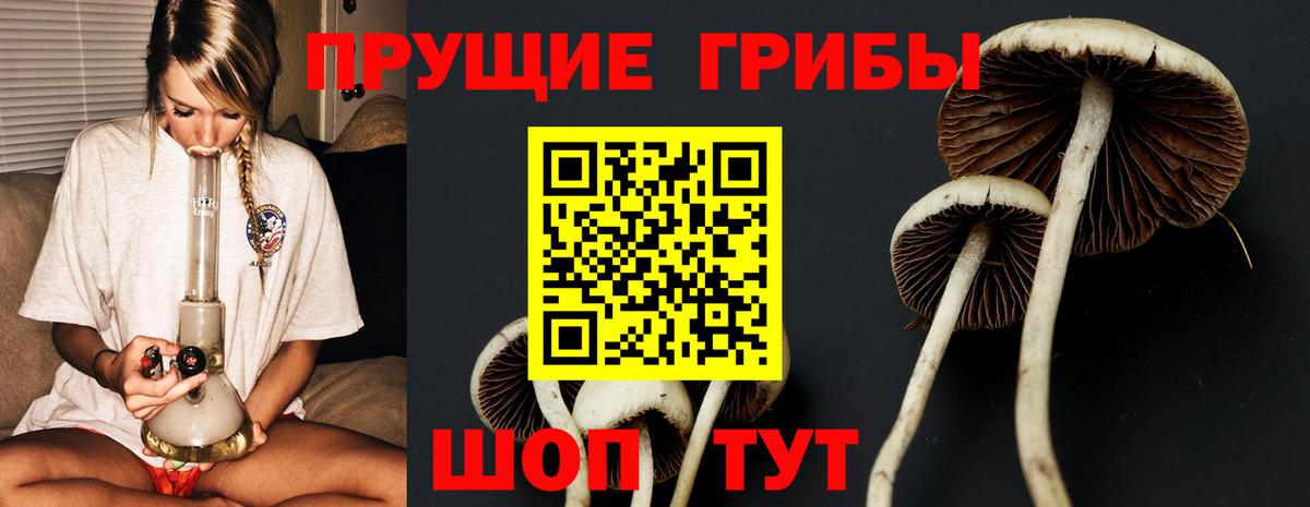 Галлюциногенные грибы Psilocybine cubensis Луга